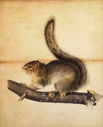 Oostelijke Grijze Eekhoorn in Volle Wintervacht, ca. 1840s