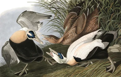 Eidereend, Fuligula Mollissima, uit "The Birds of America" door John J. Audubon, pub. 1827-38