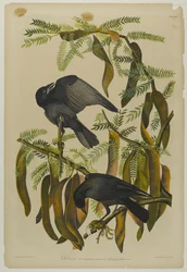Vis Kraai, gedrukt door Julien Bien en uitgegeven door Roe Lockwood & Son, 1861