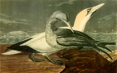 Jan-van-genten, 1836, 1942