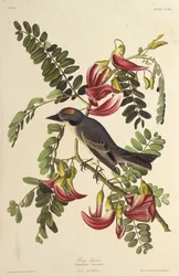 Grijze Tyran. Uit The Birds of America, 1827-1838