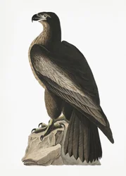 Amerikaanse zeearend uit *Birds of America* (1827)