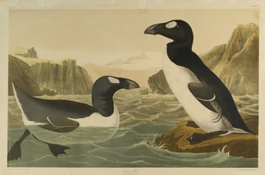 Grote Alk, gedrukt door Julien Bien en uitgegeven door Roe Lockwood & Son, 1861