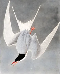 Grote Stern, Sterna Hirundo, uit "The Birds of America" door John J. Audubon, pub. 1827-38