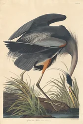 Grote blauwe reiger, 1834