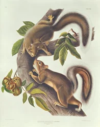 Haas Eekhoorn (Sciurus Leoporinus)