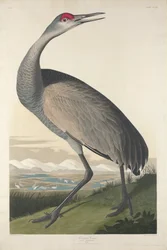 Hoepel Kraanvogel, 1835