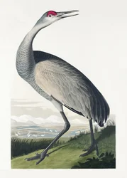 Amerikaanse kraanvogel uit *Birds of America* (1827)