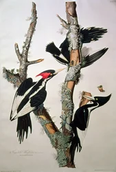 Ivory-billed Woodpecker, uit 