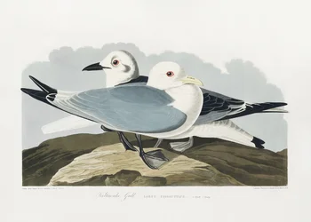 Driekleekmeeuw uit *Birds of America* (1827)