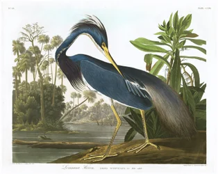 Louisiana Reiger, 1834
