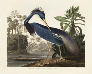 Louisiana-reiger uit *Birds of America* (1827)