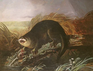 Otter gevangen in een val