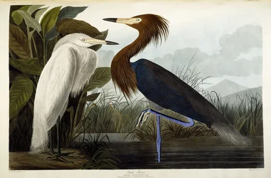 Purperreiger