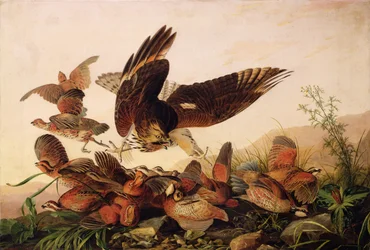 Roodschouderhavik die Bobwhite Patrijzen Aanvalt, 1827