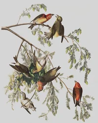 Rode Kruisbek, Loxia Curvirostra, uit "De Vogels van Amerika" door John J. Audubon, pub. 1827-38