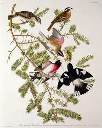 Roze-borstige Grosbeak, uit 