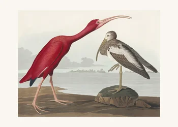 Scharlakenibis uit *Birds of America* (1827)