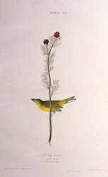 Selbys Vliegenvanger. Uit The Birds of America