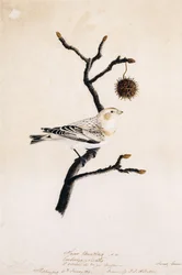 Sneeuwgors, 1809