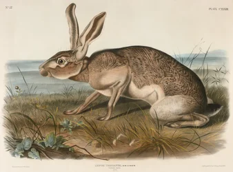 Texaanse haas (Lepus Texianus), 1848