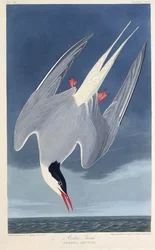 De Noordse stern. Uit The Birds of America, 1827-1838