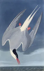 De Noordse stern. Uit The Birds of America