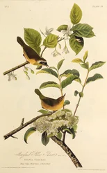 De Maryland Geelkeel. Uit The Birds of America, 1827-1838