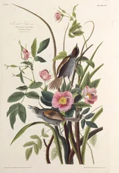 De Zeekantvink. Uit The Birds of America, 1827-1838