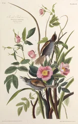 De zeekantvink. Uit The Birds of America