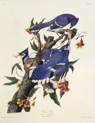 De blauwe gaai. Uit The Birds of America, 1827-1838