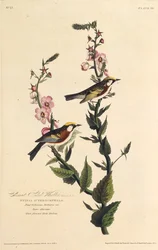 De kastanjezangvogel. Uit The Birds of America, 1827-1838