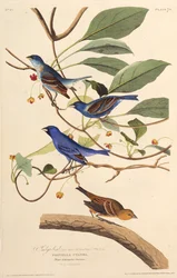 De indigo vogels. Uit The Birds of America, 1827-1838