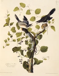 De klapekster. Uit The Birds of America, 1827-1838
