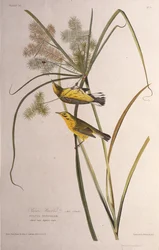 De prairie zanger. Uit The Birds of America