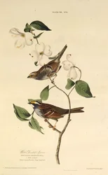 De witkeelgors. Uit The Birds of America, 1827-1838