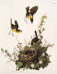 De geelborstzanger. Uit The Birds of America, 1827-1838