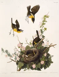 De geelborstzanger. Uit The Birds of America, 1827-1838