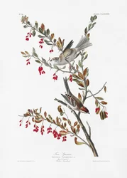 Boommus uit *Birds of America* (1827)