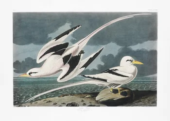 Tropische vogel uit *Birds of America* (1827)
