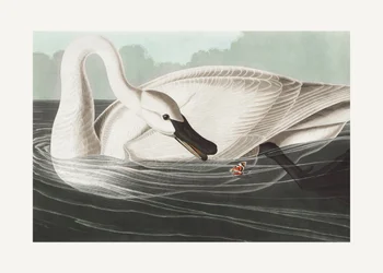 Trompetzwaan uit *Birds of America* (1827)