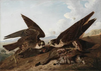 Slechtvalken (eendenbuizerds)