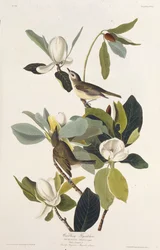 Warbling Flycatcher. Uit The Birds of America, 1827-1838