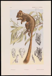 Loodbeaters buidelrat, Gymnobelideus leadbeateri