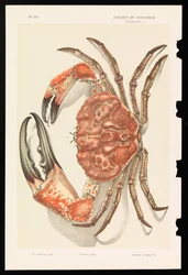 Tasmaanse Reuzenkrab, Pseudocarcinus gigas
