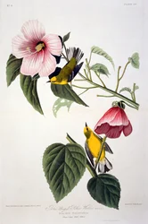 Blauwgevleugelde gele zanger, uit Birds of America, gegraveerd door Robert Havell (1793-1878)