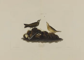 Bruine leeuwerik, uit Birds of America, gegraveerd door Robert Havell (1793-1878)