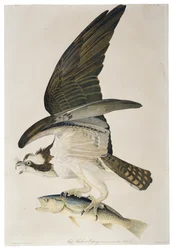 Visarend of Osprey, lithografie door Julius Bien, 1860