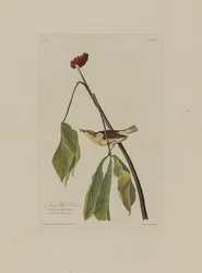 Louisiana waterrietzanger, uit Birds of America, gegraveerd door Robert Havell (1793-1878)