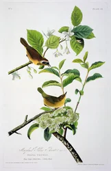 Maryland gele keel, uit Birds of America, gegraveerd door Robert Havell (1793-1878)